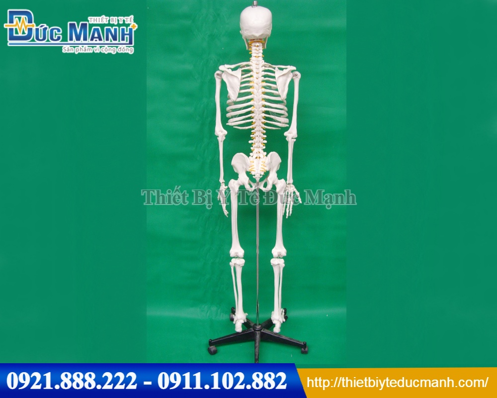 Mô hình xương người 170cm - Thiết Bị Y Tế Đức Mạnh