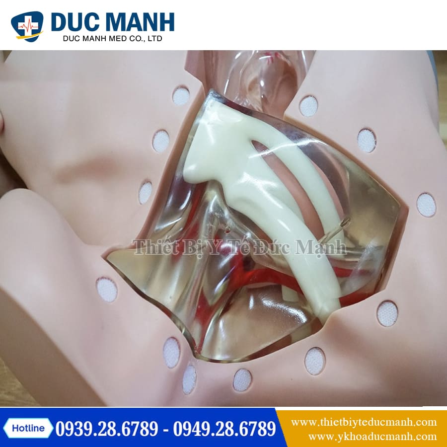 Mo hinh thuc hanh dat Catheter tinh mach2