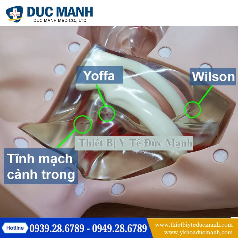 Mo hinh thuc hanh dat Catheter tinh mach5