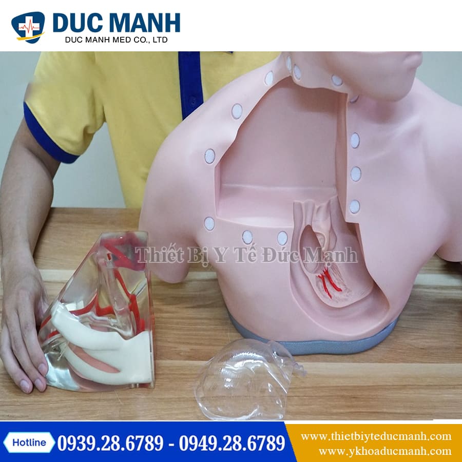 Mo hinh thuc hanh dat catheter tinh mach1