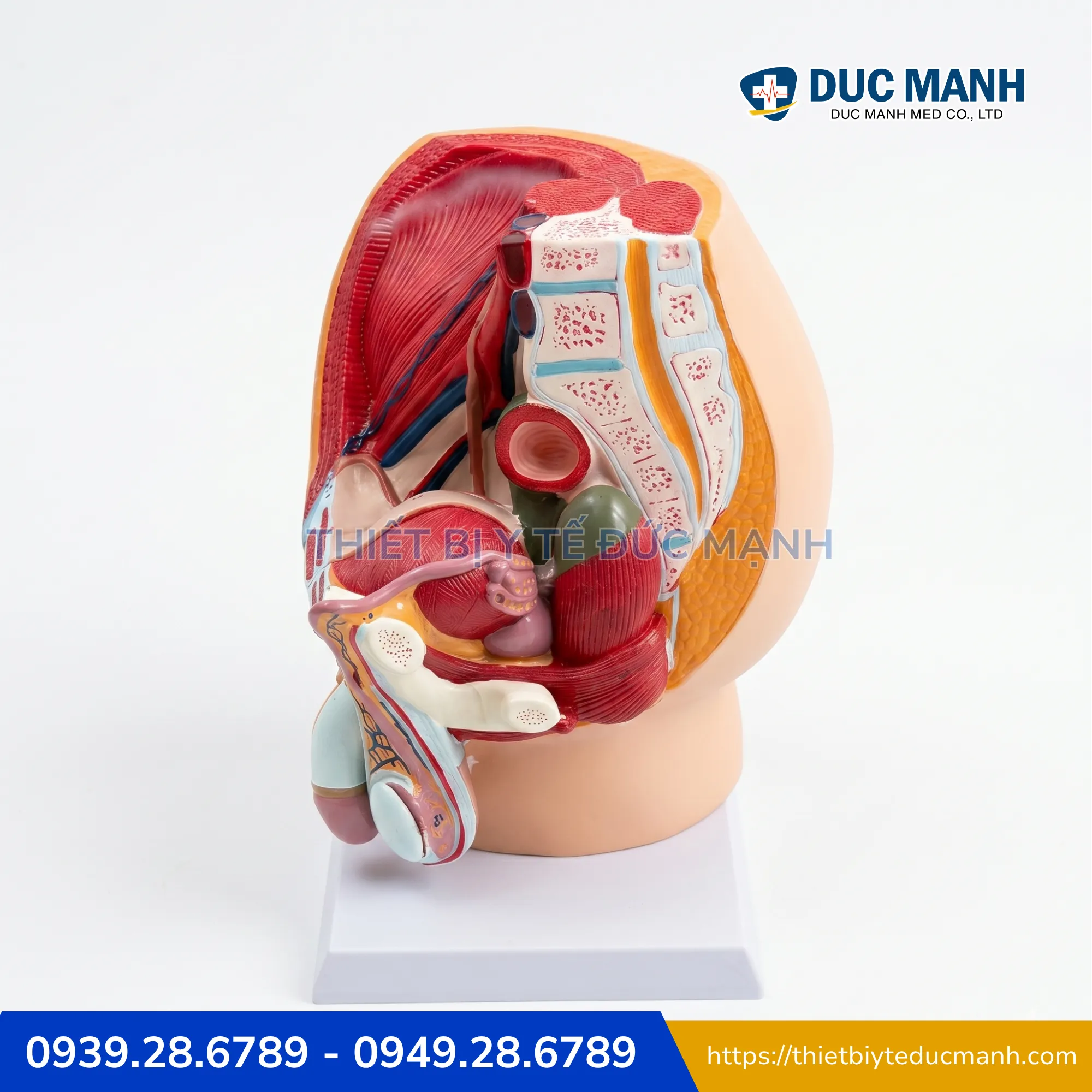 Mô hình giải phẫu sinh dục nam