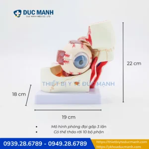 Mô hình phóng đại nhãn cầu và hốc mắt -Công cụ trực quan dành cho giảng dạy & nghiên cứu y khoa 1 Mô hình phóng đại nhãn cầu và hốc mắt