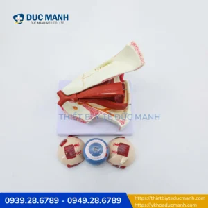 Mô hình phóng đại nhãn cầu và hốc mắt -Công cụ trực quan dành cho giảng dạy & nghiên cứu y khoa 3 Mô hình phóng đại nhãn cầu và hốc mắt