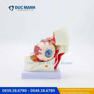 Mô hình phóng đại nhãn cầu và hốc mắt -Công cụ trực quan dành cho giảng dạy & nghiên cứu y khoa 2 Mô hình phóng đại nhãn cầu và hốc mắt
