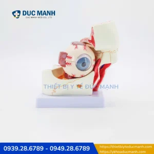 Mô hình phóng đại nhãn cầu và hốc mắt -Công cụ trực quan dành cho giảng dạy & nghiên cứu y khoa 4 Mô hình phóng đại nhãn cầu và hốc mắt