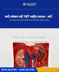 Mô hình giải phẫu hệ tiết niệu nam và nữ 1 Mô hình giải phẫu hệ tiết niệu nam và nữ