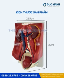 Mô hình giải phẫu hệ tiết niệu nam và nữ 2 Mô hình giải phẫu hệ tiết niệu nam và nữ