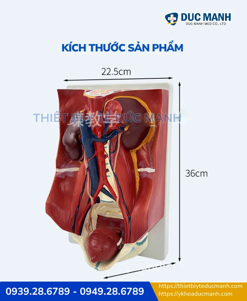 Mô hình giải phẫu hệ tiết niệu nam và nữ