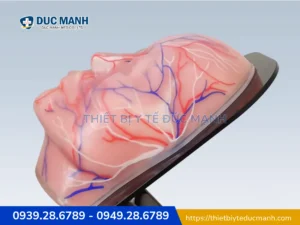 Mô hình thực hành giải phẫu mặt THE FACE 2.0 – Mô hình thực hành tiêm filler, botox 1 Mô hình thực hành giải phẫu mặt THE FACE 2.0 – Mô hình thực hành tiêm filler, botox