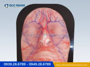 Mô hình thực hành giải phẫu mặt THE FACE 2.0 – Mô hình thực hành tiêm filler, botox 4 Mô hình thực hành giải phẫu mặt THE FACE 2.0 – Mô hình thực hành tiêm filler, botox