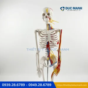 Mô hình xương người kèm rễ thần kinh 85cm, mô phỏng tim mạch 5 Mô hình xương người kèm rễ thần kinh 85cm, mô phỏng tim mạch