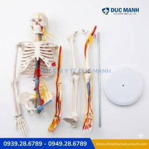 Mô hình xương người kèm rễ thần kinh 85cm, mô phỏng tim mạch 2 Mô hình xương người kèm rễ thần kinh 85cm, mô phỏng tim mạch