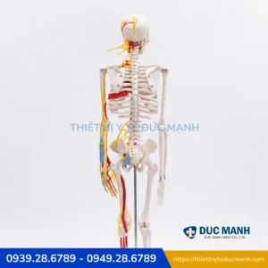 Mô hình xương người kèm rễ thần kinh 85cm, mô phỏng tim mạch 3 Mô hình xương người kèm rễ thần kinh 85cm, mô phỏng tim mạch