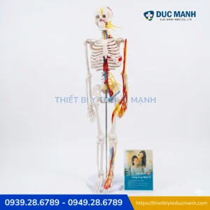 Mô hình xương người kèm rễ thần kinh 85cm, mô phỏng tim mạch 1 Mô hình xương người kèm rễ thần kinh 85cm, mô phỏng tim mạch