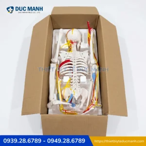 Mô hình xương người kèm rễ thần kinh 85cm, mô phỏng tim mạch 6 Mô hình xương người kèm rễ thần kinh 85cm, mô phỏng tim mạch