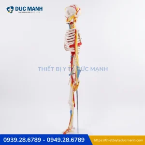 Mô hình xương người kèm rễ thần kinh 85cm, mô phỏng tim mạch 4 Mô hình xương người kèm rễ thần kinh 85cm, mô phỏng tim mạch